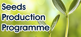 Seeds Production